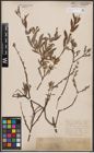 Foto von Salix aurita L. x Salix repens L.